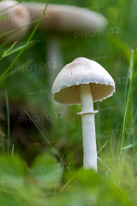 Mushroom umbrella, common egaricus umbrella, leucoagaricus leucothites, pink leafy egaricus umbrella, pink leafy gerling umbrella, fungi, fungus, high size, portrait format, mushrooms, white agaricus mushroom, white dapperling