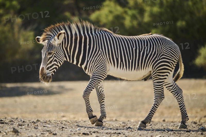 Plains zebra (Equus quagga) standing on the ground, captive, distribution Africa