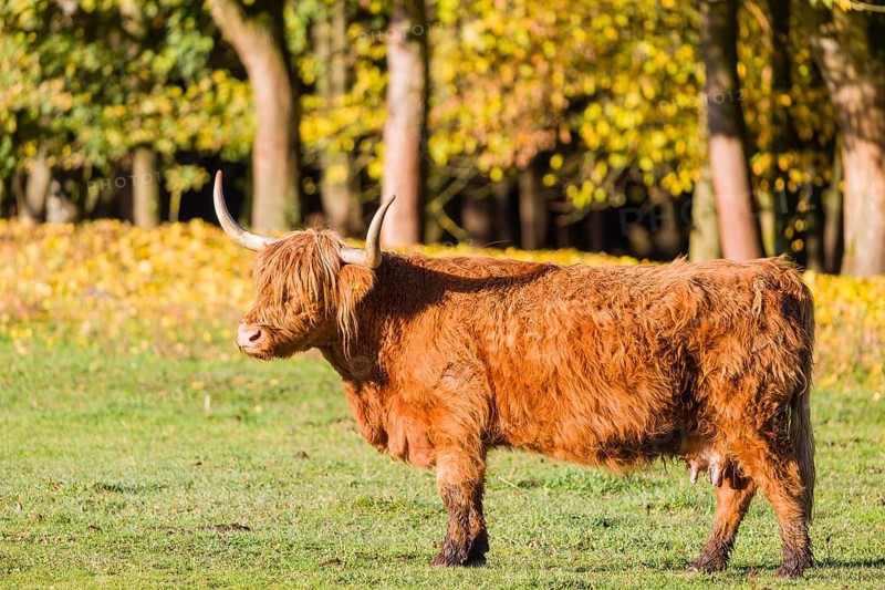 A highland cow (Bos primigenius taurus) crosses a green pasture at the edge of a forest in the early morning light