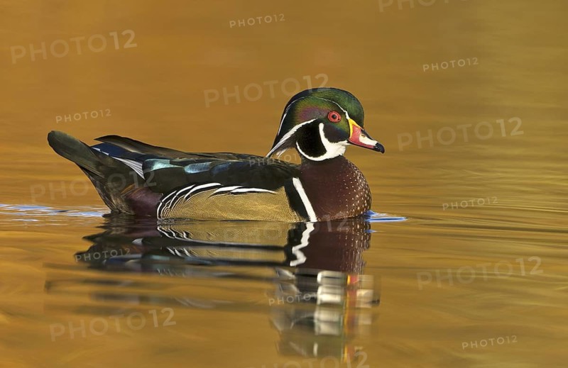 Wood Duck (Aix sponsa) male, British Columbia, Canada