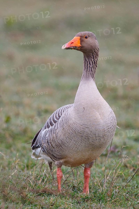 Greylag Goose (Anser anser), Netherlands
