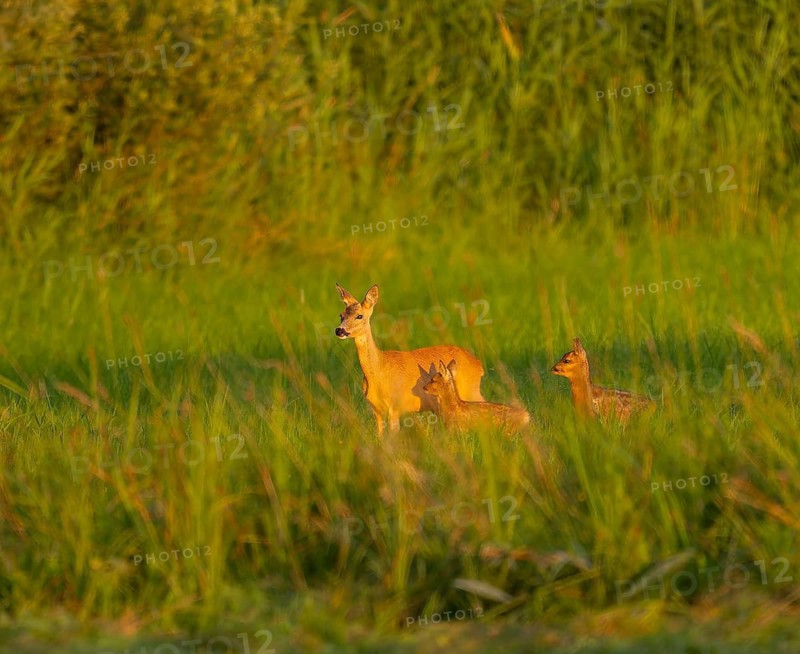 Roe deer (Capreolus capreolus), doe with two fawns standing in a meadow, warm morning light, wildlife, Lower Saxony, Germany
