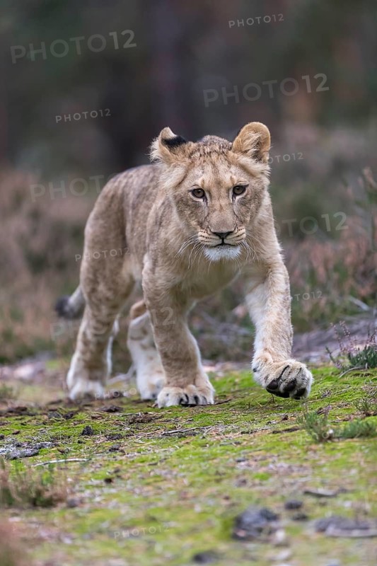 One female young lion (Panthera leo) running at a forest edge. Green vegetation in the background