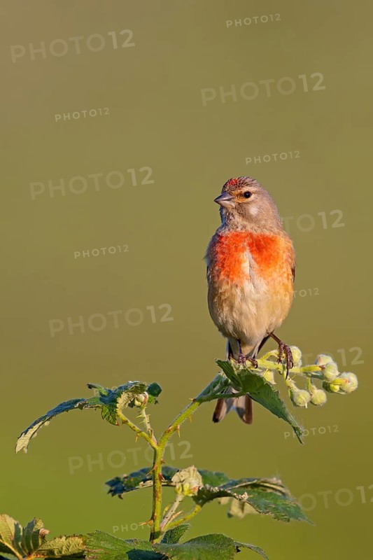 Linnet, Common Linnet, Eurasian Linnet, (Carduelis cannabin), (Acanthis cannabina), Linotte mÈlodieuse, Pardillo Com?n