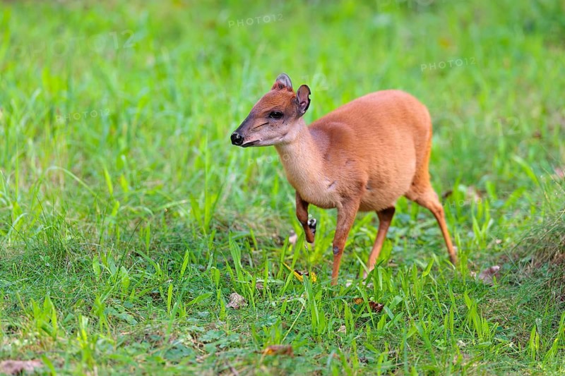 A female Red Forest Duiker (Cephalophus natalensis) stands in a green meadow, eating grass and herbs. Southeastern Africa