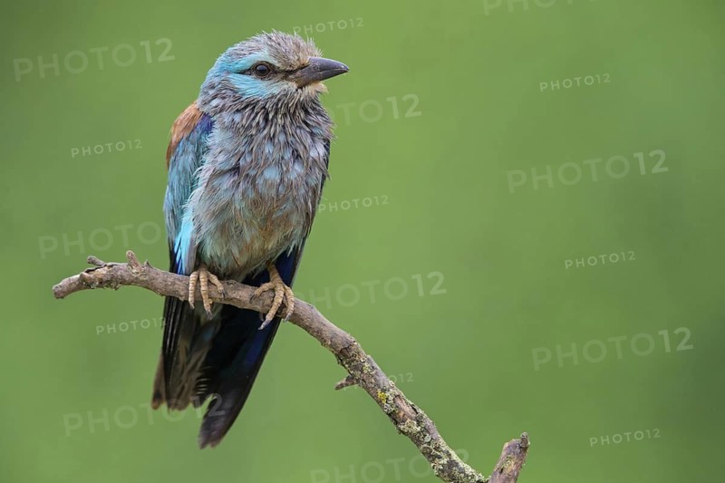 Roller, Almond Crow, (Coracias garrulus), animals, birds, raptors, raptor family, perch, biotope, habitat, Muselievo, Muselievo, Pleven, Bulgaria