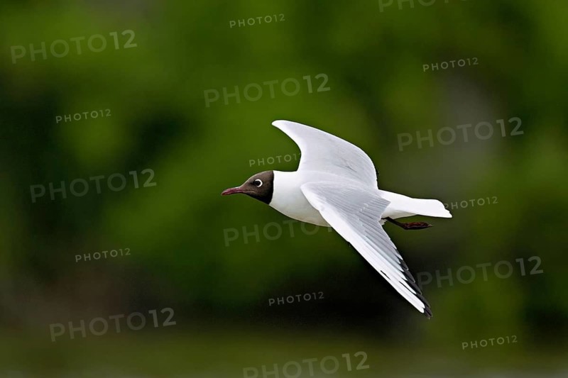 Black-headed Black-headed Gull (Chroicocephalus ridibundus, syn.: Larus ridibundus), in flight, Saintes-Marie-de-la-Mer, Camargue, southern France, France