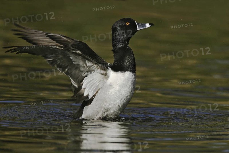 Ring-necked Duck (Aythya collaris) male, Arizona, USA