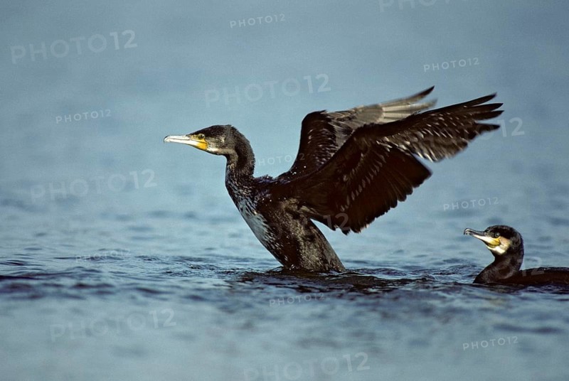 Black shag, cormorant, phalacrocorax carbo, birds, eclipse plumage, leo, pelecaniforms, ropedes, rest dress, simple dress, birds, waterbirds, waterbirds