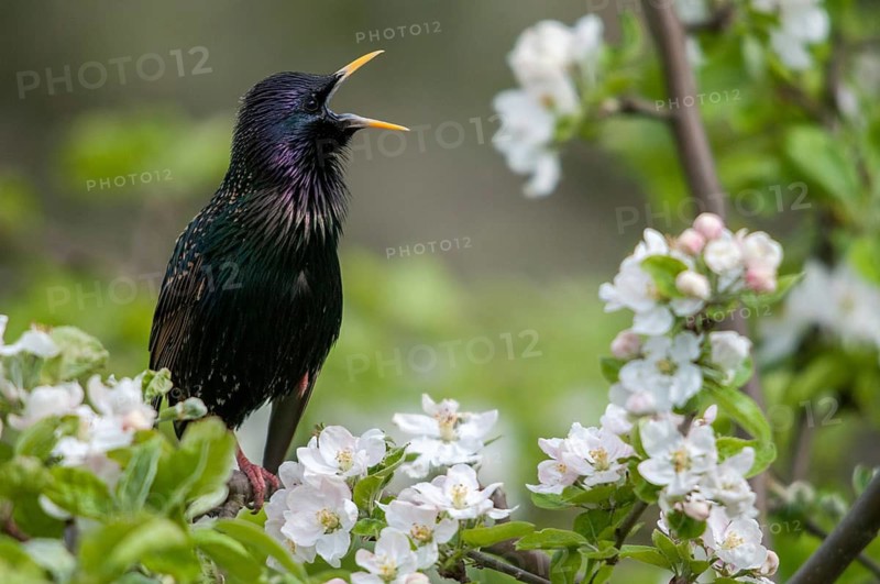 Star, Starling, Sturnus vulgaris, courtship behavior, birds, courtship display, spring, song, meadow orchard, passeri, singing, songbirds, song birds, jumping, orchard, birds