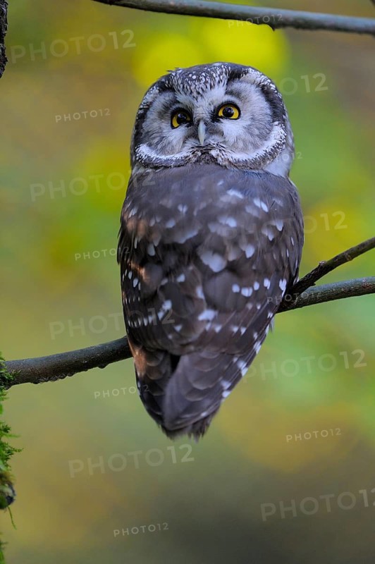 Rauhfusskauz (Aegolius funereus), Boreal owl, adultes Tier, Oktober, captive, Nationalpark Bayerischer Wald, Bayern, Deutschland