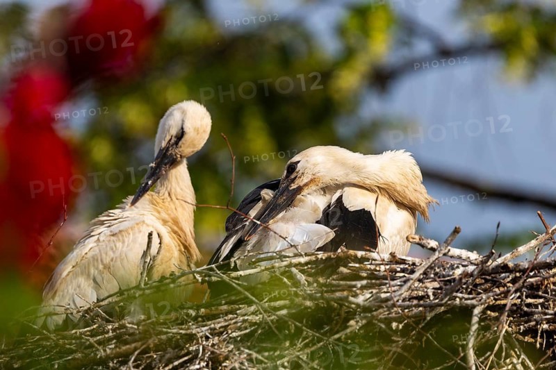 Young white storks (Ciconia ciconia) in their nest, on a house roof, Affenberg Salem, Lake Constance region, Baden-Württemberg, Germany