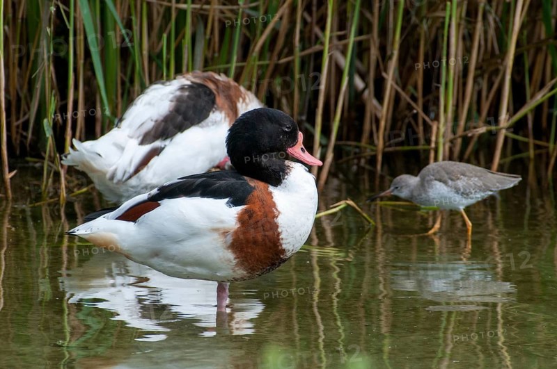 Brandgoose, Shelduck, Tadorna Tadorna, Anatidae, Birds, Duckbirds, Goose, Geese, Birds, Waterbirds