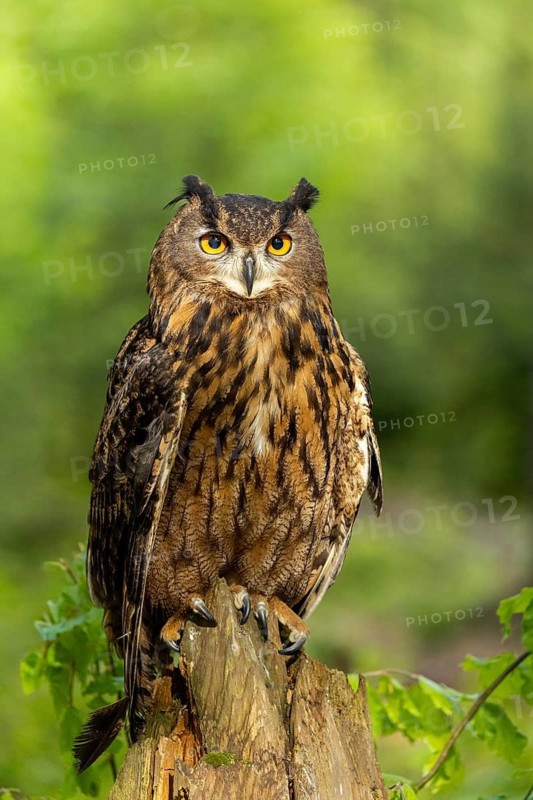 An eagle owl sits upright with a calm expression on a tree stump in a green forest, an eagle owl (Bubo bubo) sits alertly on a tree trunk at the edge of the forest, in the Bohemian Forest, Czech Republic