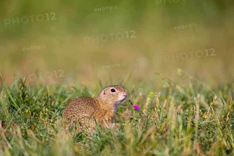A European ground squirrel (Spermophilus citellus) or European souslik sits in green gras, looking for food