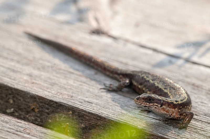 Mountain lizard, Finland, Lacerta vivipara, bog lizard, viviparous lizard, zootoca, common lizard, critters, lizards, lizards, reptiles