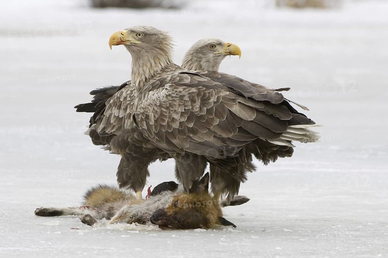White-tailed Eagle (Haliaeetus albicilla), Mecklenburg-Western Pomerania, Germany