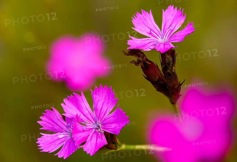 Caryophyllaceae, Dianthus deltoides, heather clove, flora, maiden pink, plants