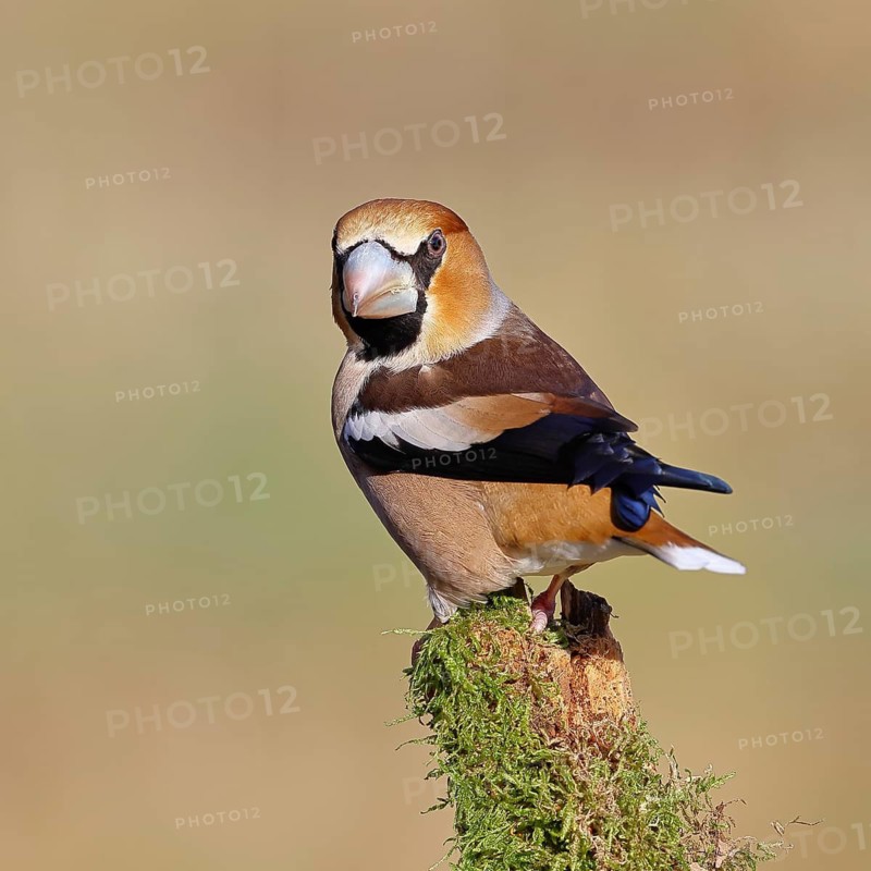 Hawfinch (Coccothraustes coccothraustes), male, perched on a moss-covered branch, Wilnsdorf, North Rhine-Westphalia, Germany