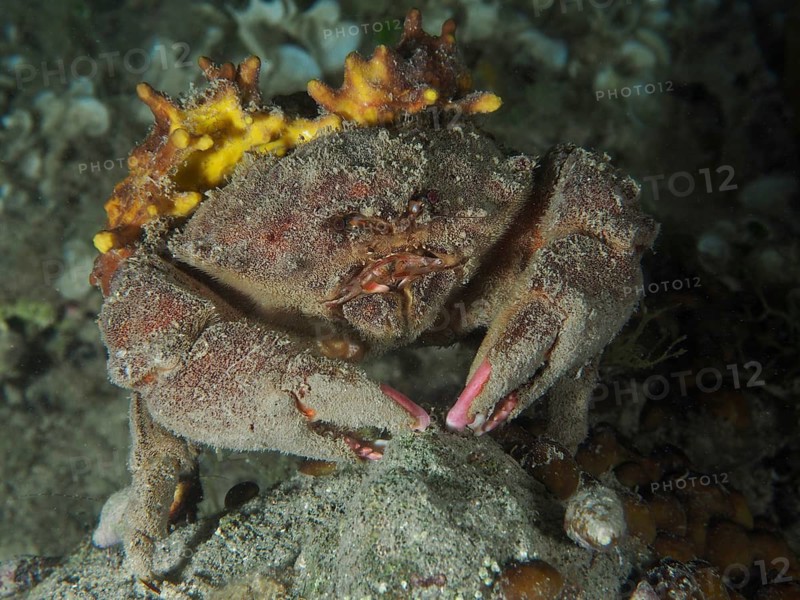 A camouflaged crab, the woolly crab (Dromia personata), sits in the dark water, covered in golden sponge (Aplysina aerophoba) . Dive site: Hausriff, Stoja, Pula, Croatia, Mediterranean Sea