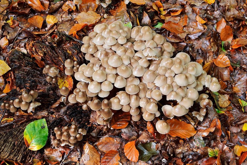 Rogers Mushroom (Psathyrella multipedata), North Rhine-Westphalia, Germany
