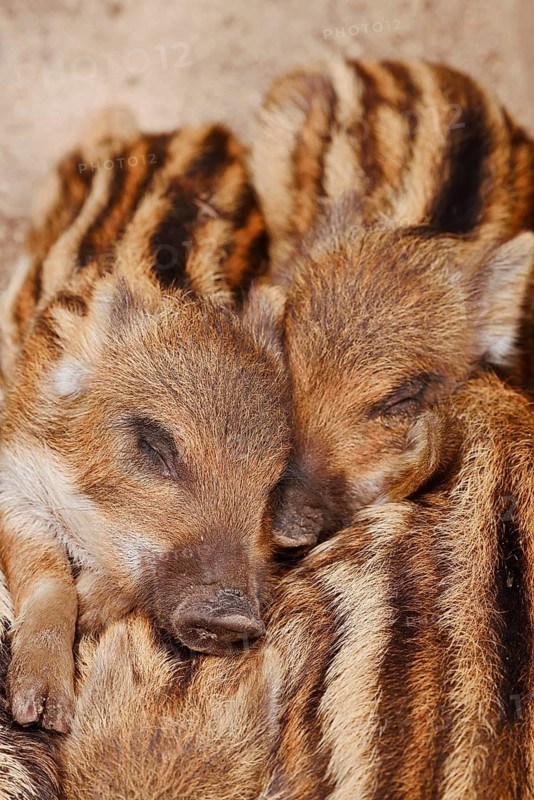 Wild boar (Sus scrofa), piglets huddled close together, North Rhine-Westphalia, Germany