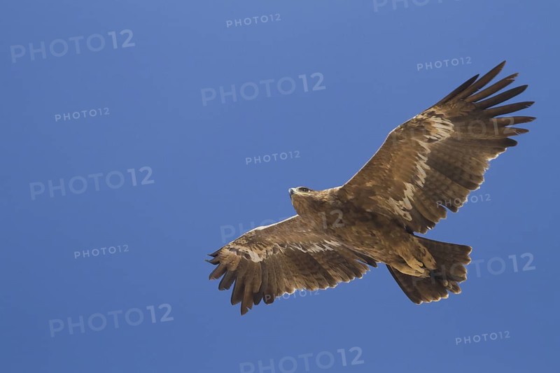 Steppe Eagle (Aquila nipalensis) flying, Oman