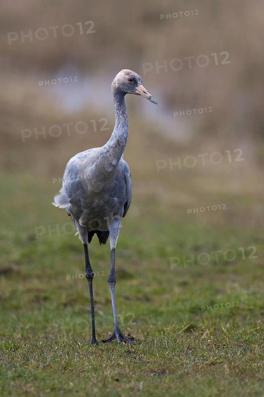 Common Crane (Grus grus), Mecklenburg-Western Pomerania, Germany