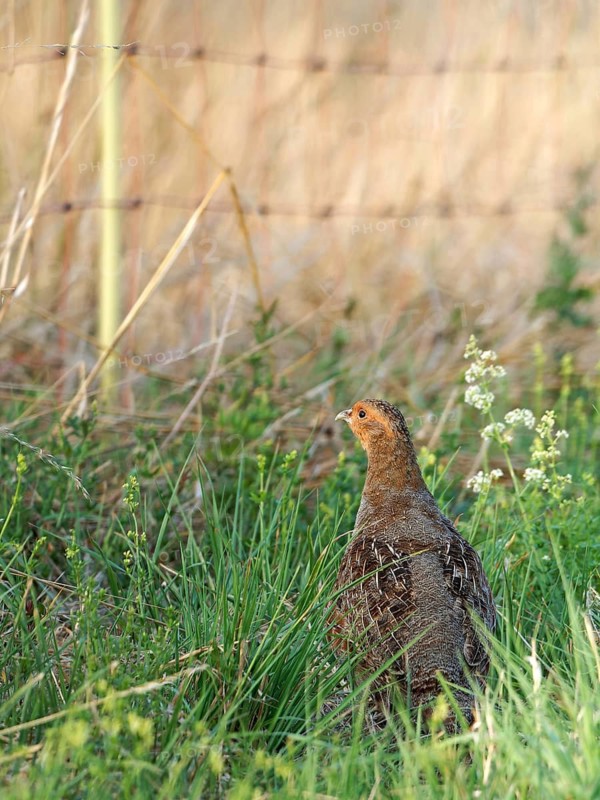 Partridge (Perdix perdix) in a meadow, a symbolic image of habitat loss, Solms, Hesse, Germany