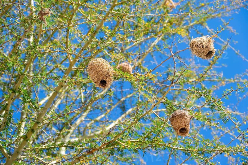 Many weaver bird nests hang in trees, Addo Elephant National Park, Eastern Cape, South Africa