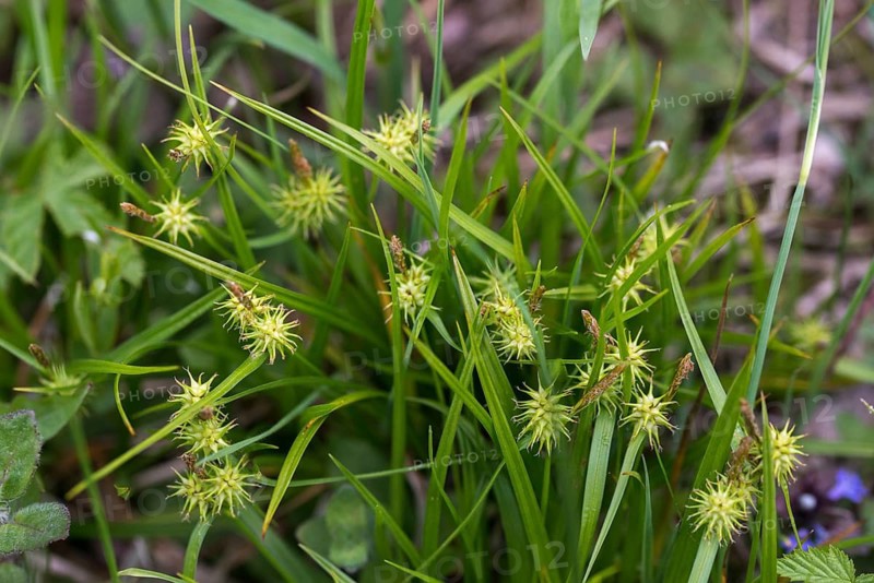 Carex flava, cyperaceae, yellow sedge, hedgehog grass, sour grass, flora, hedgehog grass, plants, sedges