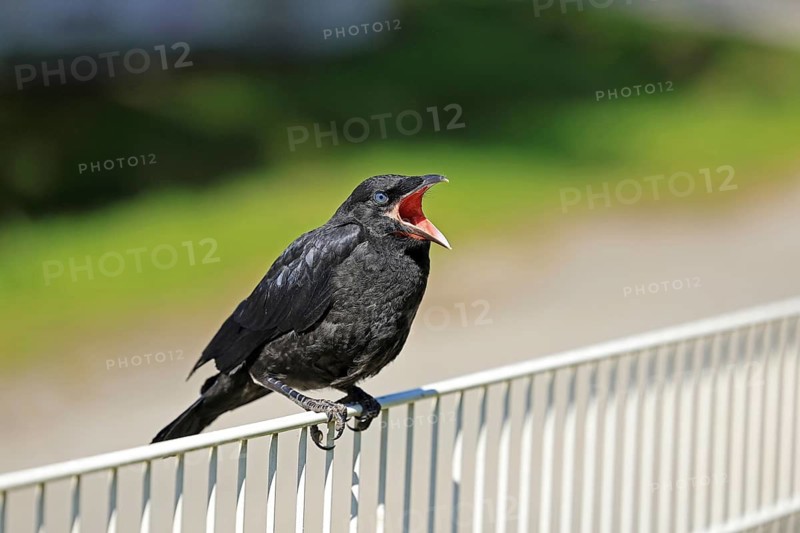 Common Raven (Corvus corone), juvenile, Fröndenberg, North Rhine-Westphalia, Germany