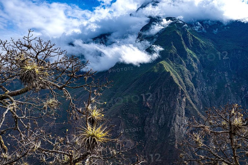 Mountain landscape with clouds, cloud forest near the Inca city of Choquequirao, also Choquequirau in the mountain jungle, branches of a tree with epiphytes, tillandises, bromeliads growing South Peru, mountains, Andes, Peru, South America