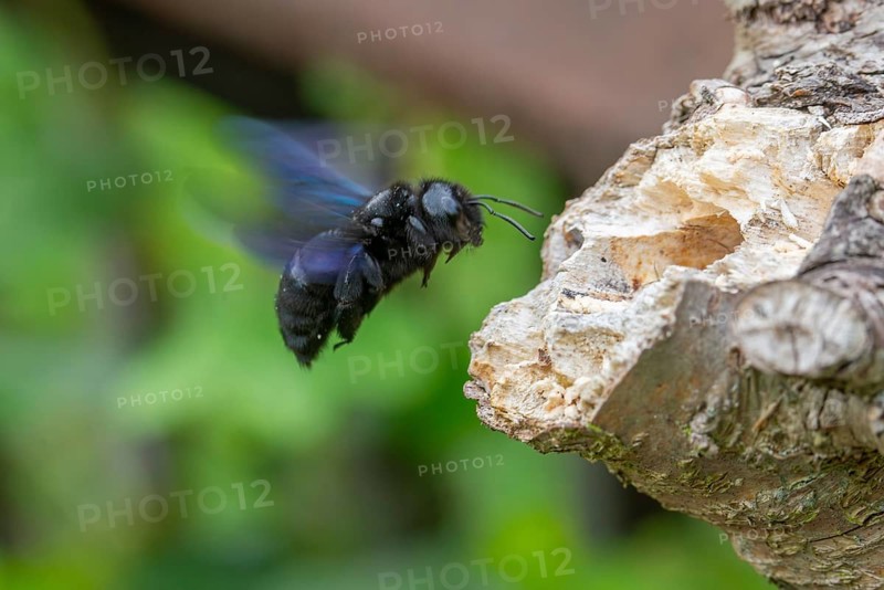 Apidae, bees, blue wood bee, large wood bee, hymenoptera, violet-winged wood bee, xylocopa violacea, flight, insects, violet carpenter bee