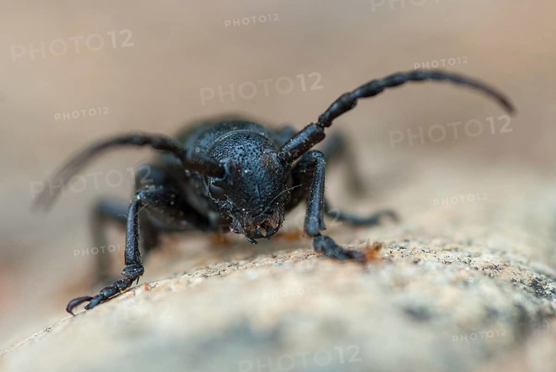 Dorcadion hybridum, Erbock spec.1, beetle, longhorn beetle, Greece, insects, insects, beetles