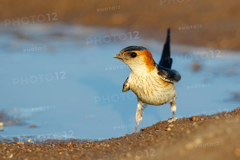 Red-rumped Swallow (Cecropis daurica) looking for nesting material, Lesvos, Greece