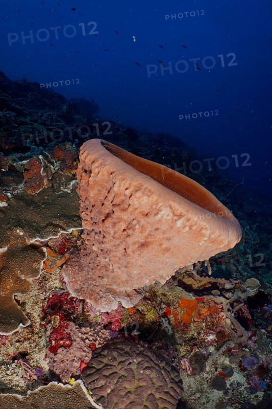 Barrel sponge (Xestospongia testudinaria) in a diverse coral reef, SD dive site, Nusa Ceningan, Nusa Penida, Bali, Indonesia