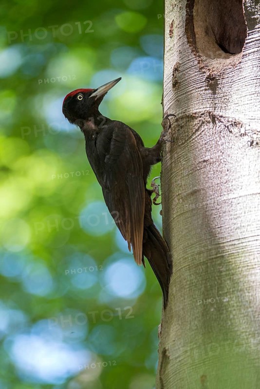Black Woodpecker, Dryocopus Martius, Black Woodpecker, Birds, High Size, Portrait, Male, Piciform, Woodpecker, Birds, Woodpecker