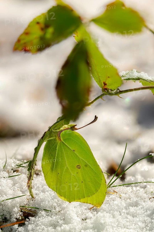 Brimestone, Gonepteryx Rhamni, butterfly, ice, frost, high size, portrait, insects, butterfly, snow, butterflies, snow, butterflies, winter