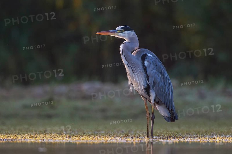 Grey Heron (Ardea cinerea) foraging, North Rhine-Westphalia, Germany