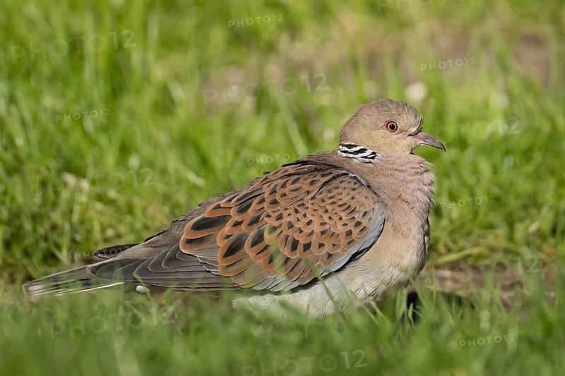 European turtle dove (Streptopelia turtur) adult bird in grassland, England, United Kingdom