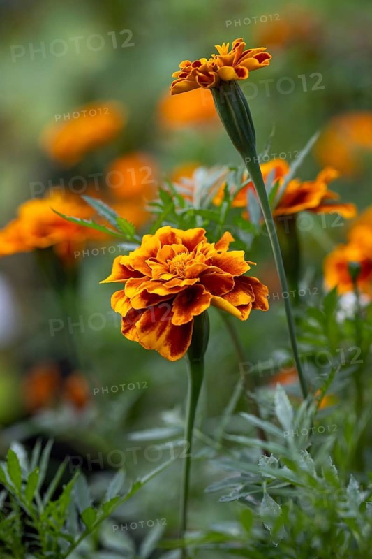 Orange marigolds (Tagetes) in the garden against a blurred background, Neunkirchen, Lower Austria, Austria
