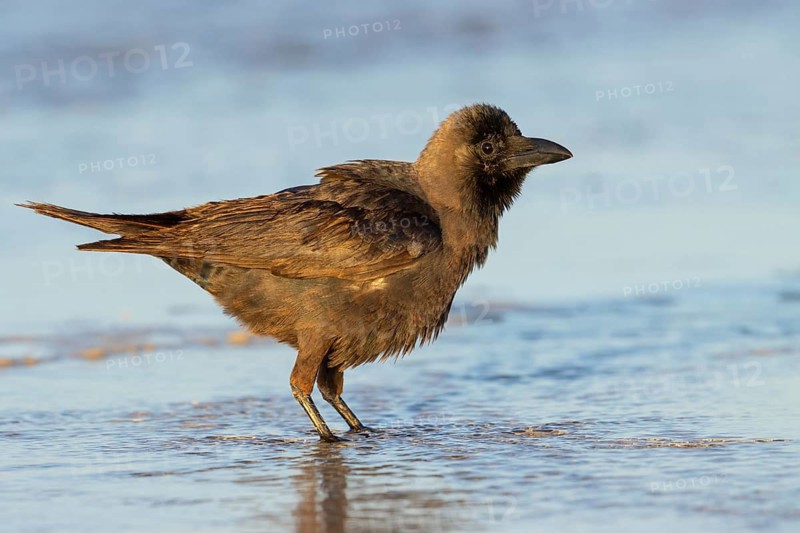 Shining Crow, Indian House Crow, House Crow, (Corvus splendens), Corbeau familier, Corneja India, Raysut, Salalah, Dhofar, Oman