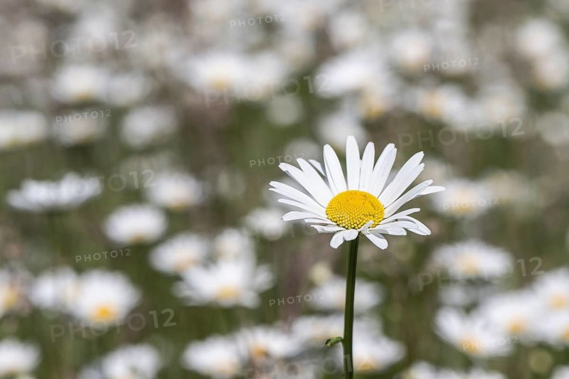 Marguerites (Leucanthemum vulgare), Emsland, Lower Saxony, Germany