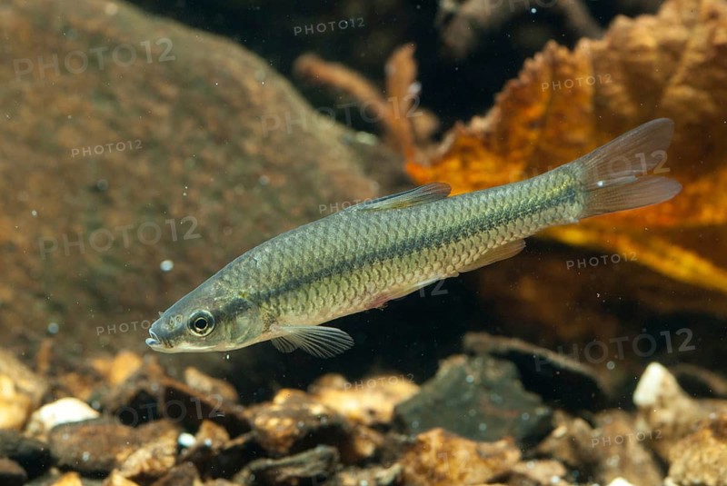 Blue ribbon bear, pseudorasbora parva, stone moroco, stone moroko, fish, fish, pisces, topmouth gudgeon