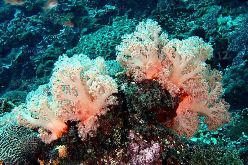 White and pink soft corals, tree coral (Dendronephthya), in a lush reef landscape in the ocean, Toyapakeh dive site, Nusa Ceningan, Nusa Penida, Bali, Indonesia