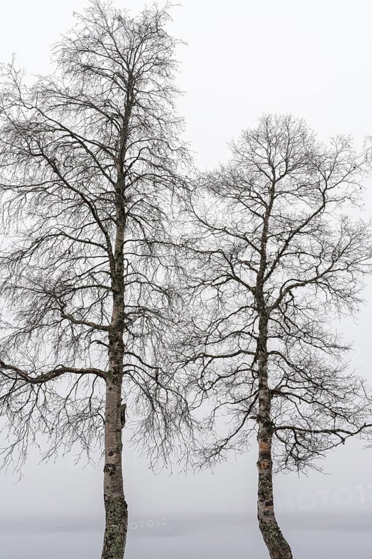 Birch trees in fog, Gällivare, Norrbotten, Lapland, Sweden, October 2020