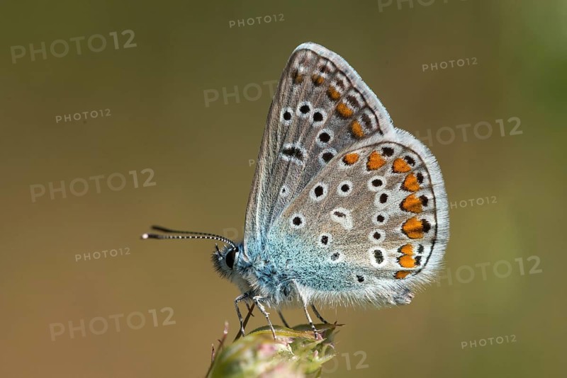 Common blue, common blue, crested blue, polyommatus icarus, blue, butterfly, insects, butterfly, butterflies, butterflies, butterflies