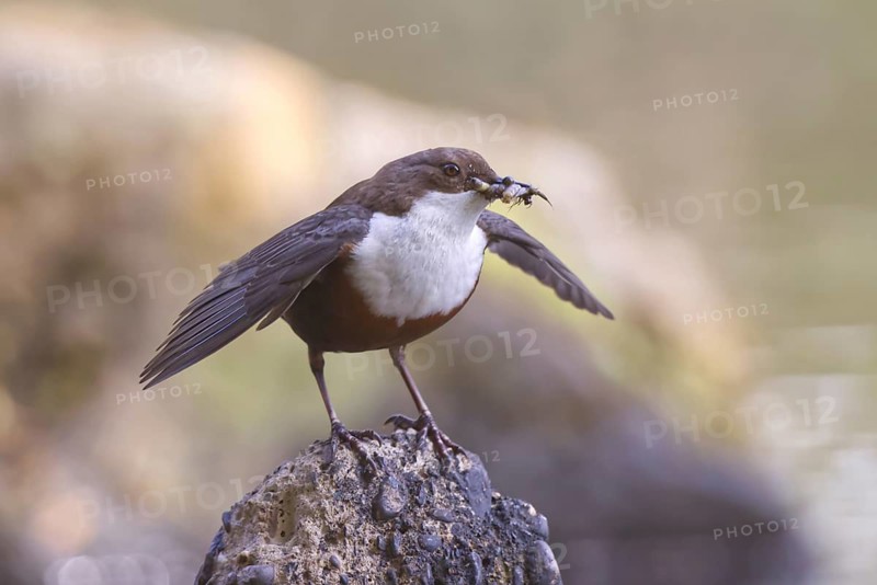 White-throated Dipper (Cinclus cinclus) with food in its beak, North Rhine-Westphalia, Germany