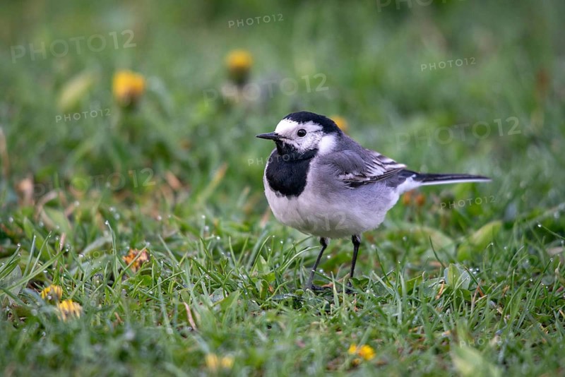 Wagtail, Motacilla Alba, White Wagtail, Birds, Passeri, Songbirds, Birds